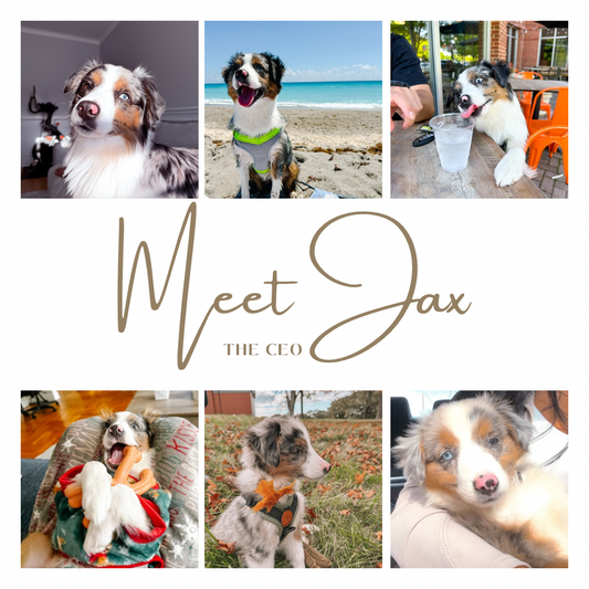 Meet Jax | The Mini Aussie Behind Love Wag & Play